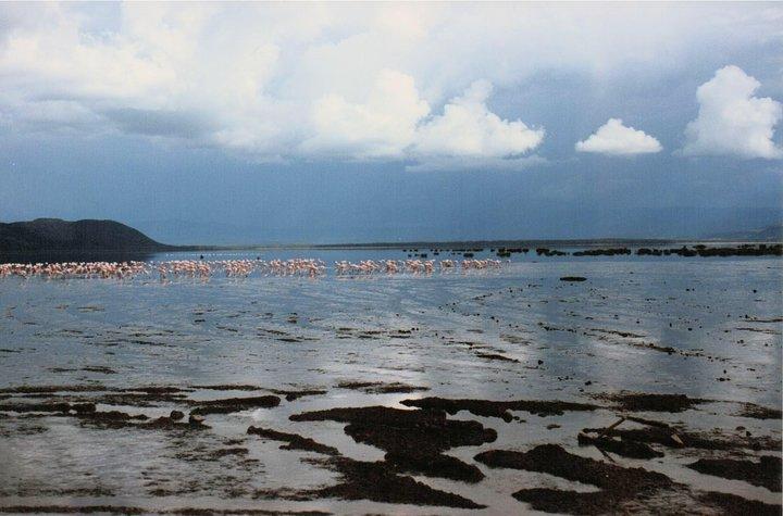 7 Tage Samburu, Mt. Kenia, Lake Nakuru Masai Mara