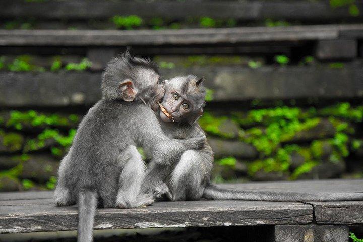 Completamente Ubud