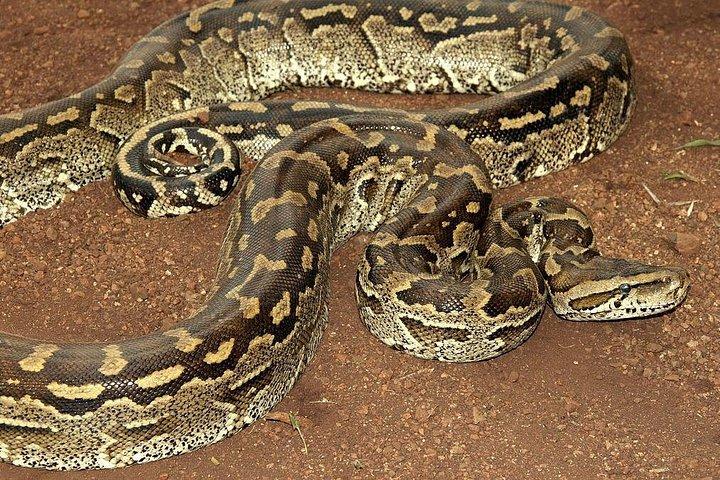 12日間のケニアタンザニアエクスペリエンスサファリ