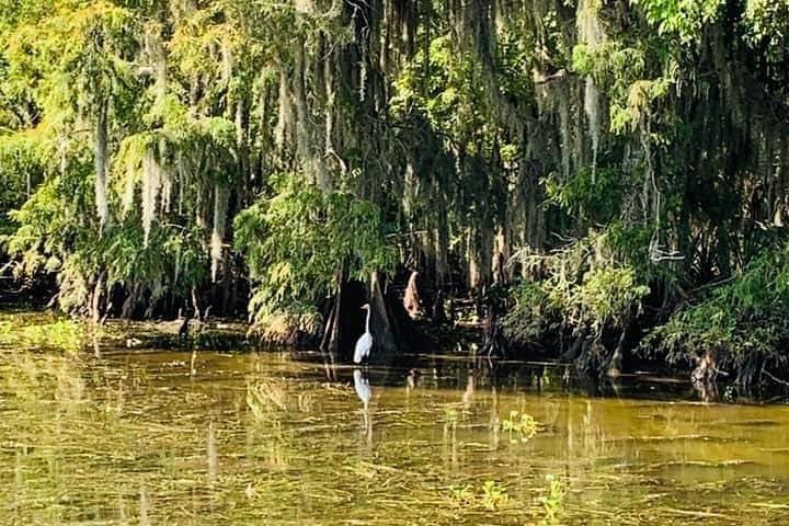 New Orleans Swamp Tour Boot Abenteuer