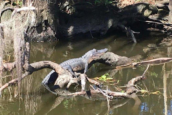Große Airboat-Sumpftour mit Transport ab New Orleans