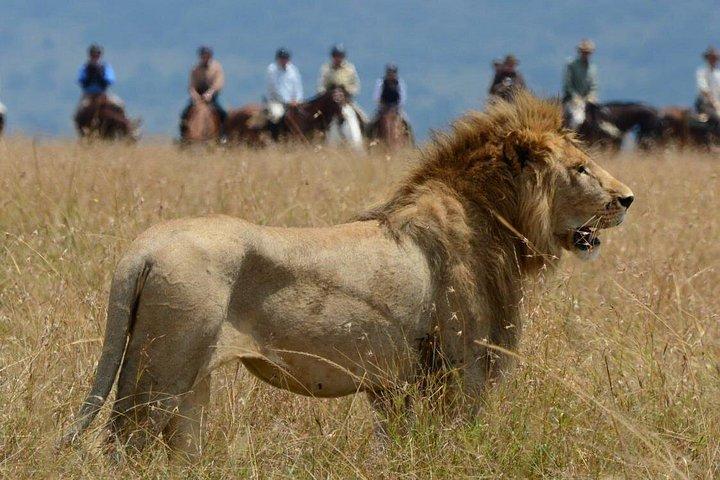 5 - デイケニアプライベートサファリ：マサイマラ、ナクル＆オルペジェタ