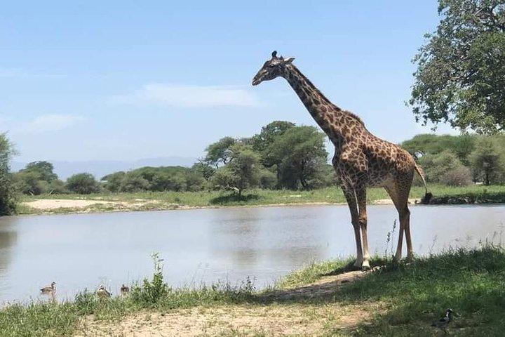 5 giorni Amboseli Tsavo National Park