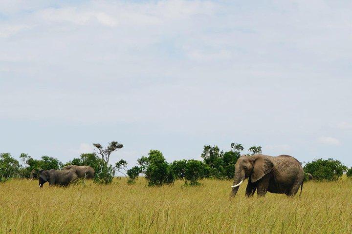5 giorni Amboseli Tsavo National Park