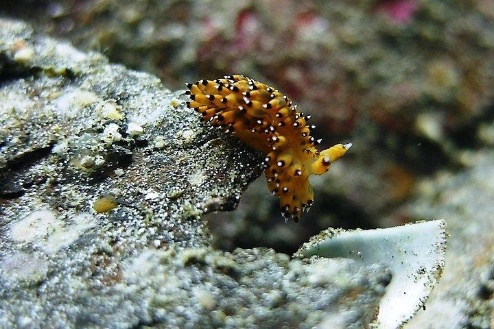 Bali Scuba Diving trip at Tulamben for Certified Diver