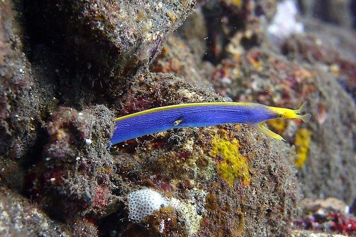 Bali Scuba Diving trip at Tulamben for Certified Diver