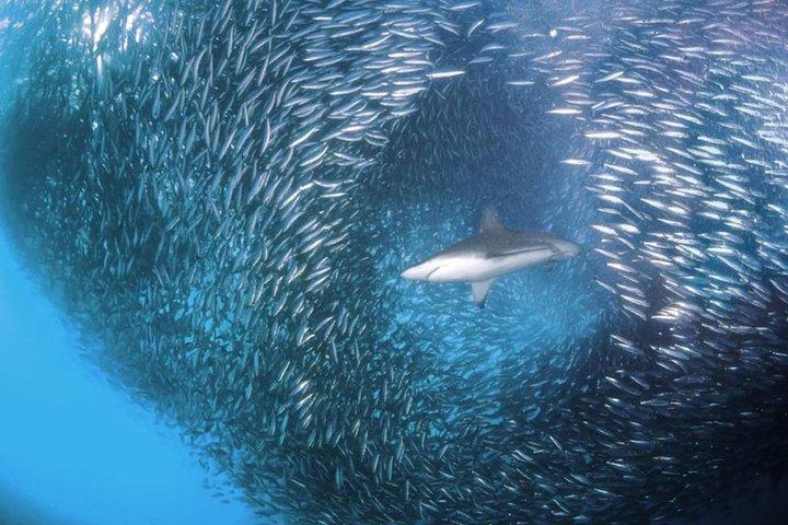 ジンベイザメとツマログの滝とスミロン砂州とイワシのペスカドール島