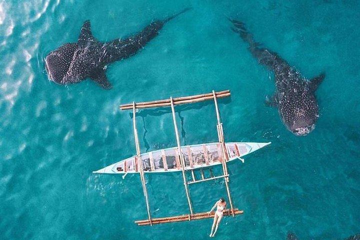 ジンベイザメとツマログの滝とスミロン砂州とイワシのペスカドール島