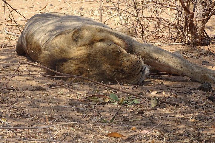 chobe Day trip