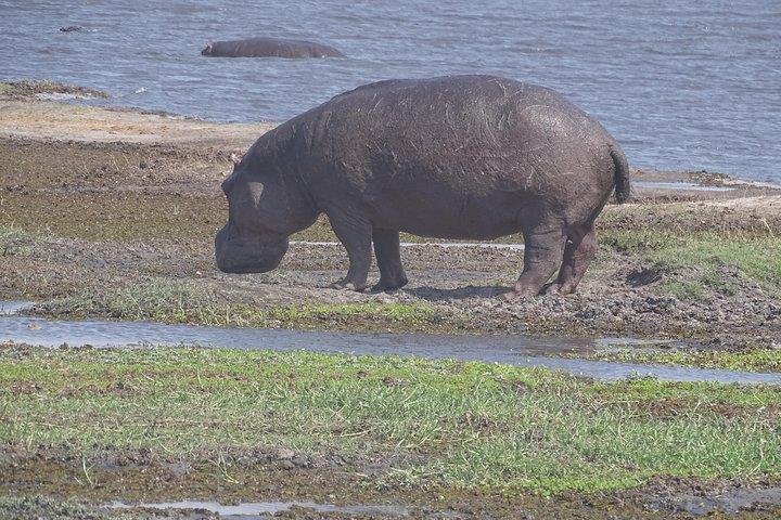 chobe Day trip