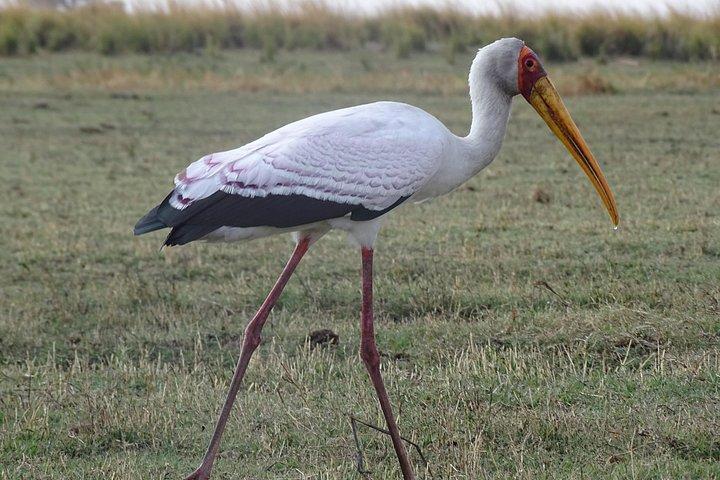 chobe Day trip