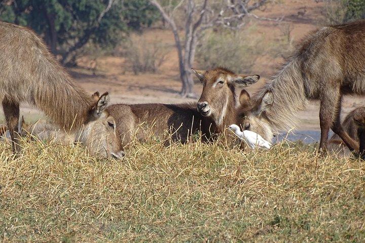 chobe Day trip