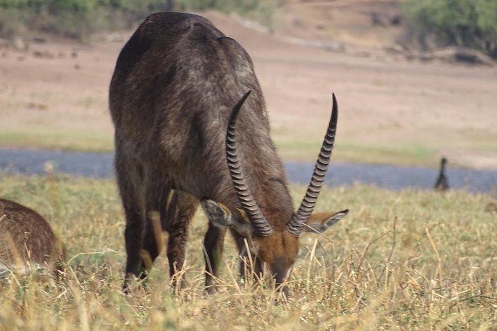 chobe Day trip