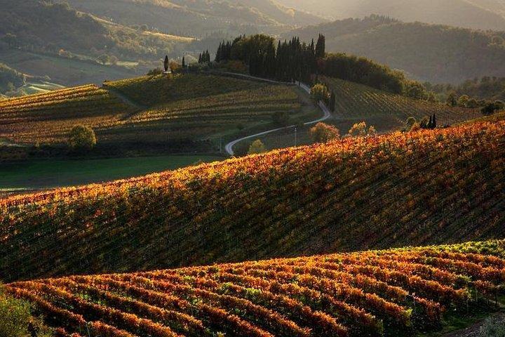 Tour de vino de medio día por Chianti en las colinas de la Toscana desde Pisa