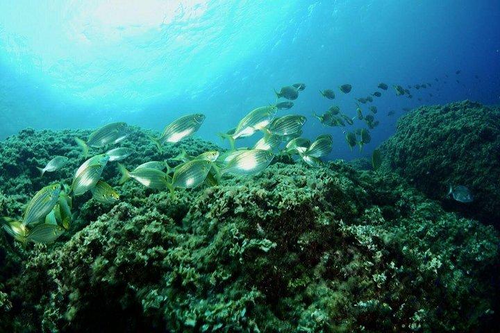 Snorkel Tour in Paraggi Bay