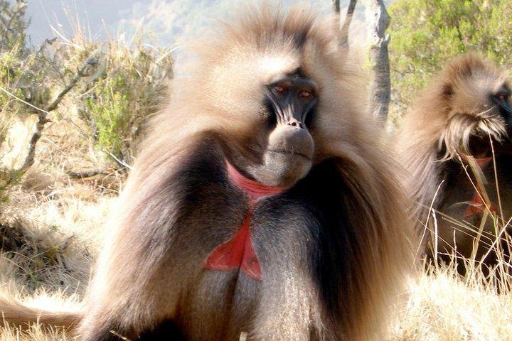 アディスアベバからデブレ・リバノスとポルトガル橋への日帰り旅行