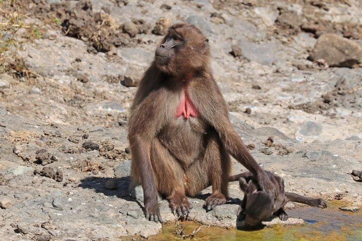 アディスアベバからデブレ・リバノスとポルトガル橋への日帰り旅行