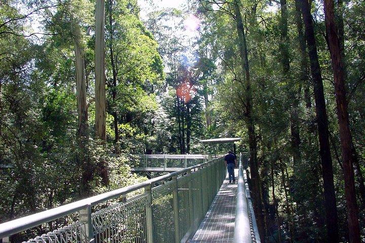 メルボルンから12人の使徒とオットー・フライ・ジップラインの日帰り旅行