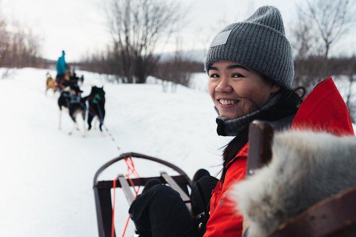 Tour en traîneau à chiens et câlins avec des huskys