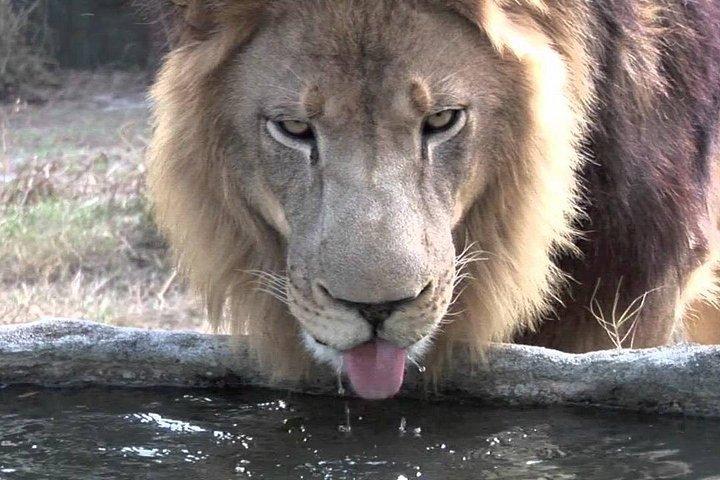 12日間のケニアタンザニアエクスペリエンスサファリ