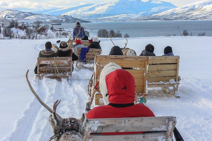 Samisk kultur och kort renspann från Tromsö