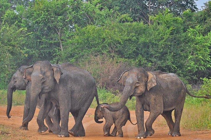 ウダワラウェ国立公園サファリと象のトランジットホーム訪問