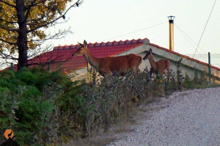 Discovering Nature in Serra da Lousã