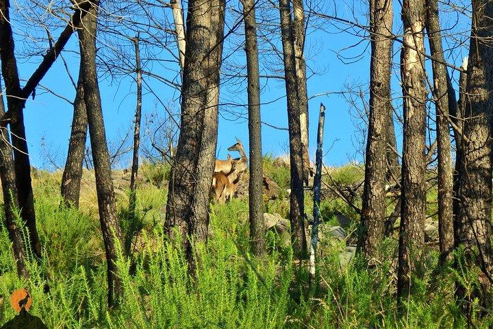Discovering Nature in Serra da Lousã