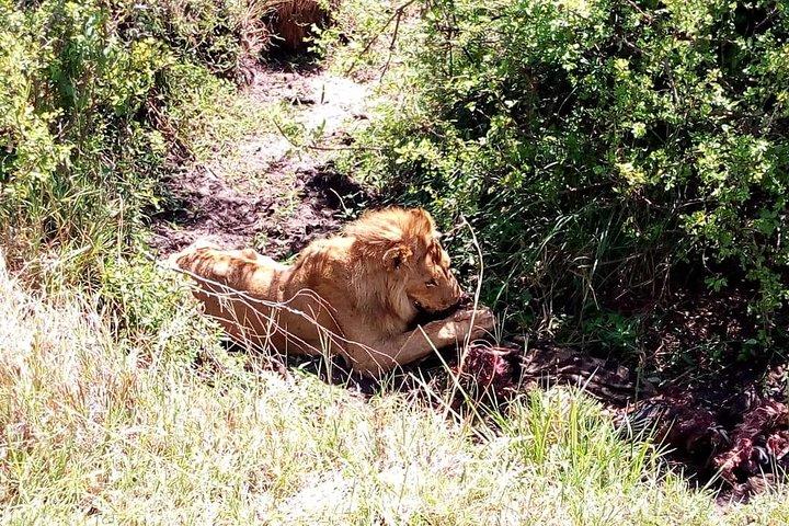Safari di 4 giorni: Tsavo est, ovest e parchi nazionali Amboseli