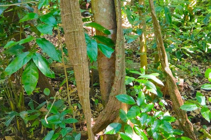 プライベート ツアー シンガポール植物園（ユネスコ）