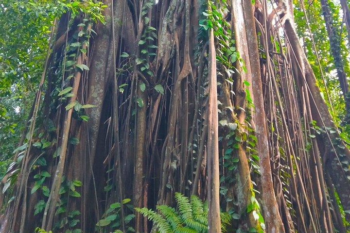 プライベート ツアー シンガポール植物園（ユネスコ）