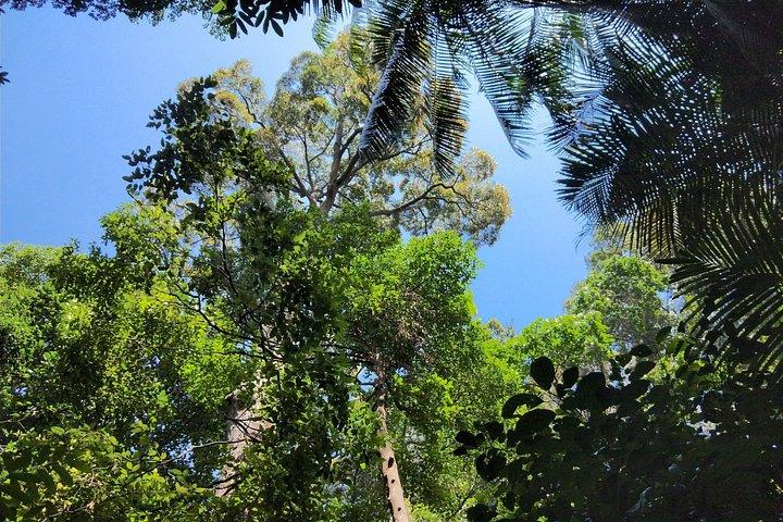 プライベート ツアー シンガポール植物園（ユネスコ）