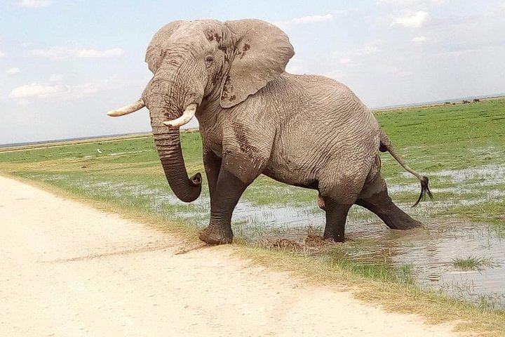 Tsavo East & west, Amboseli 5 dagar från Mombasa