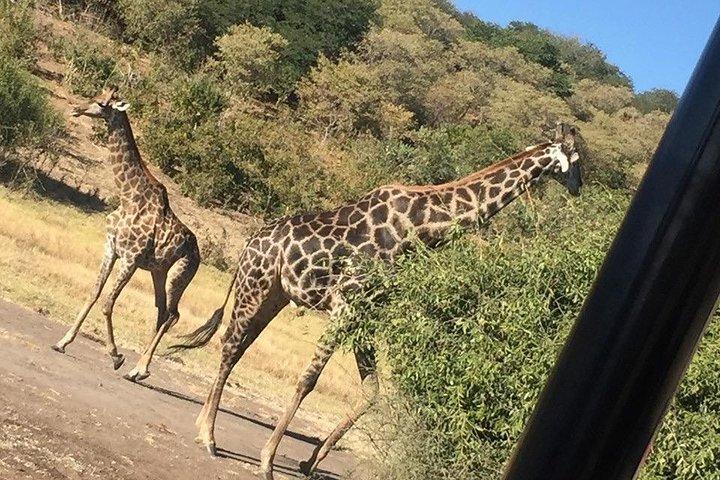 Chobe Full Day Trip