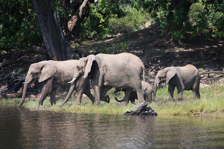 Chobe Full Day Trip