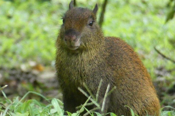 Monteverde Birdwatching e tour della fauna selvatica