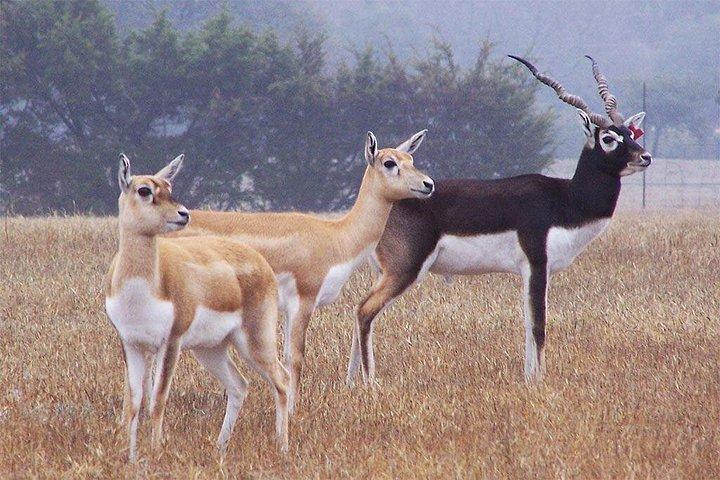 Bishnoi Village Safari