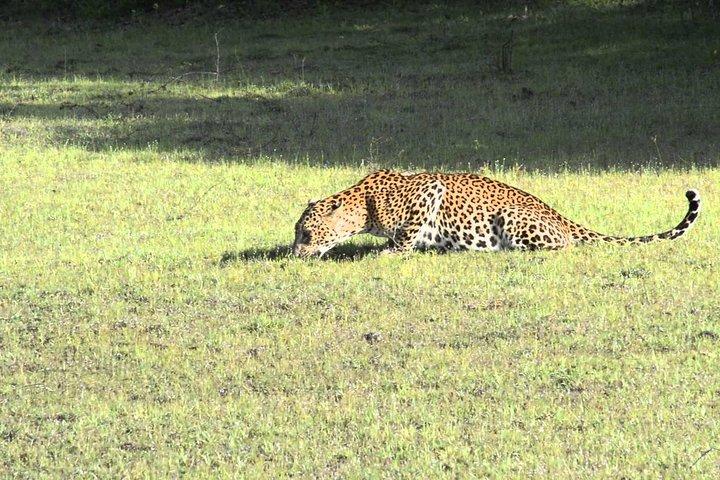 Tour di un giorno con safari all inclusive del parco nazionale di Wilpattu da Colombo e Negombo