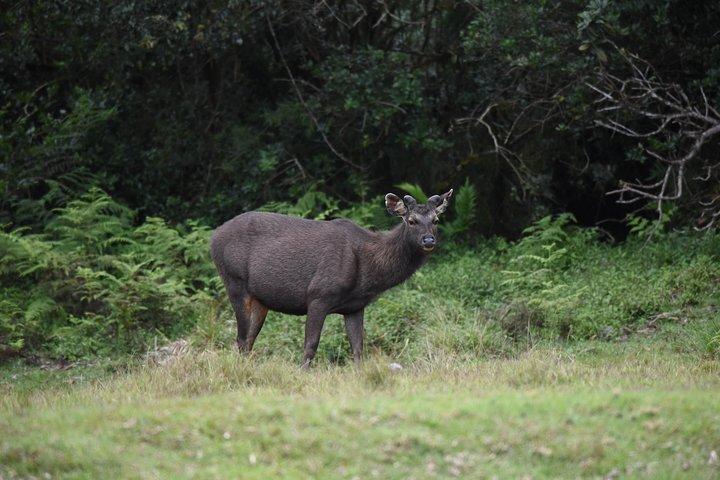 Tour di un giorno con safari all inclusive del parco nazionale di Wilpattu da Colombo e Negombo
