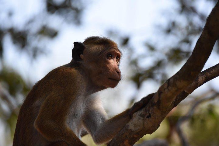 Tour di un giorno con safari all inclusive del parco nazionale di Wilpattu da Colombo e Negombo