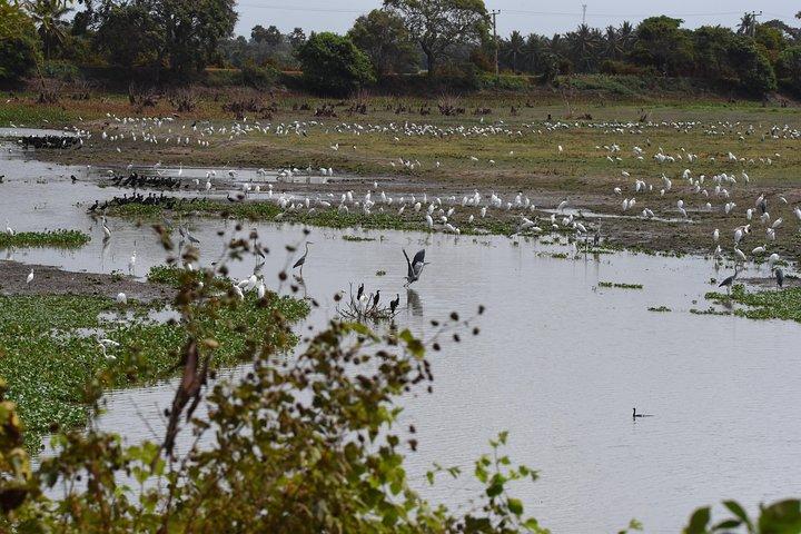 Tour di un giorno con safari all inclusive del parco nazionale di Wilpattu da Colombo e Negombo