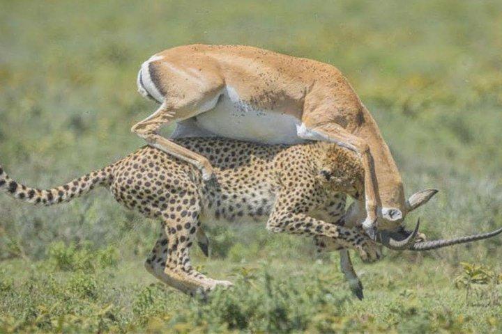 4 dias de safári privado na cratera Ngorongoro, Tarangire, Manyara, Arusha National Park