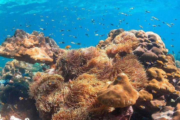 プーケットからのバンブー島とピピ島の 1 日ツアー