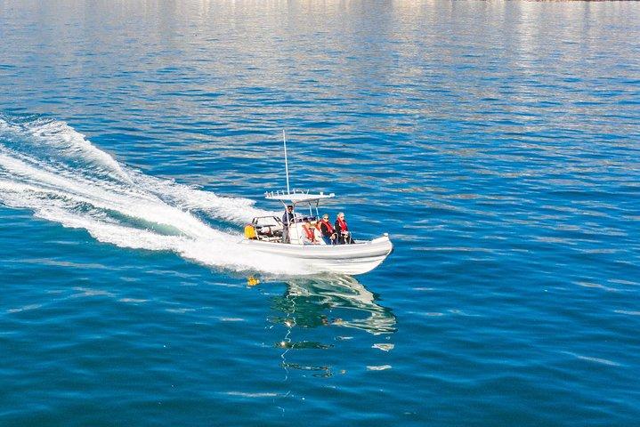 Ocean Wildlife Encounter i Cape Town