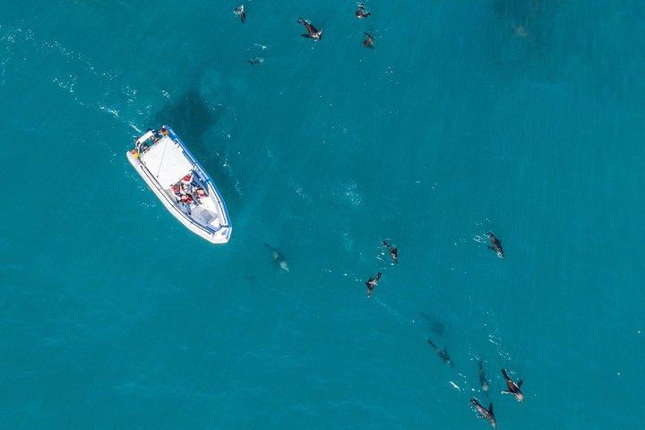 Ocean Wildlife Encounter i Cape Town