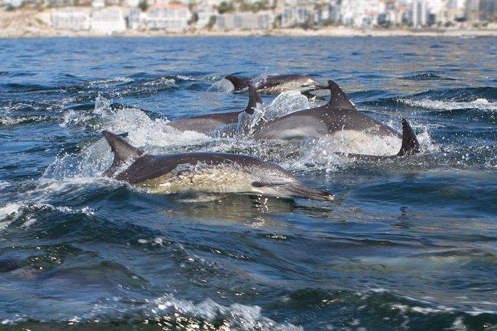 Ocean Wildlife Encounter i Cape Town