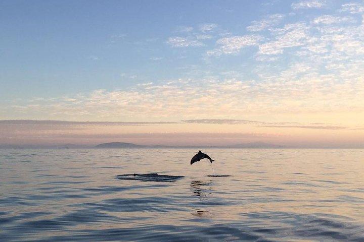 Ocean Wildlife Encounter i Cape Town