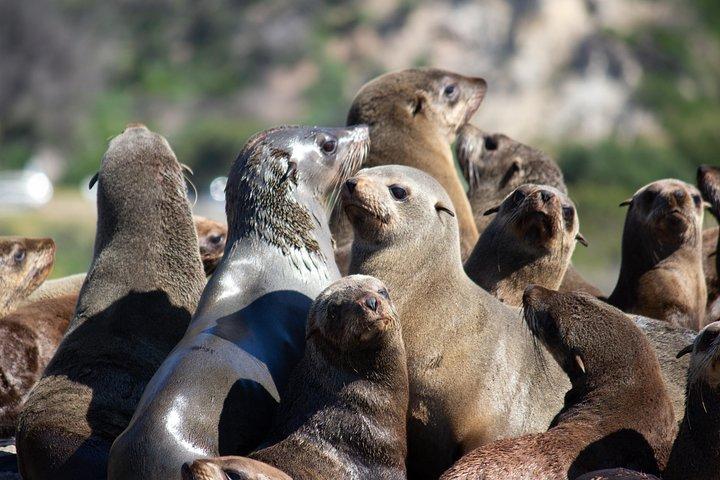 Ocean Wildlife Encounter in Cape Town