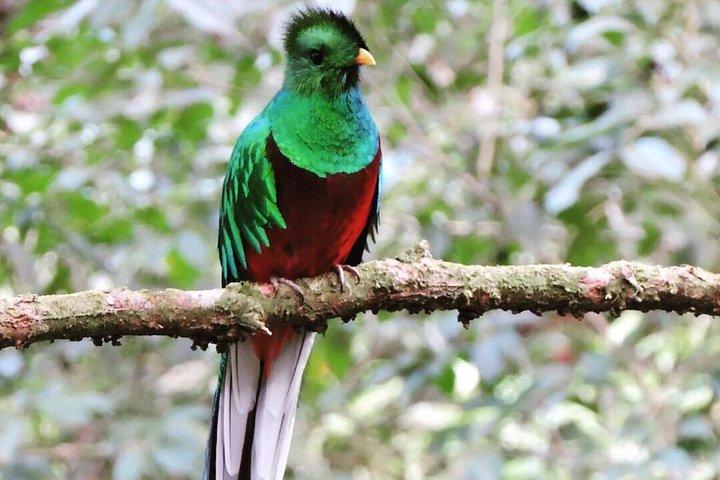 Paseo por la naturaleza guiado por el bosque nublado de Monteverde con un experto naturalista