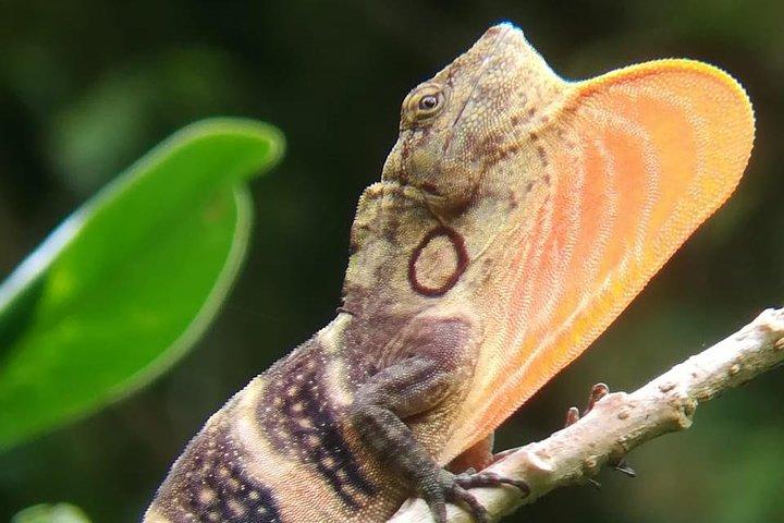 Paseo por la naturaleza guiado por el bosque nublado de Monteverde con un experto naturalista